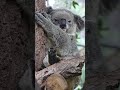 Stark increase in koala rescue callouts reveals deadly problem | #yahoonewsau