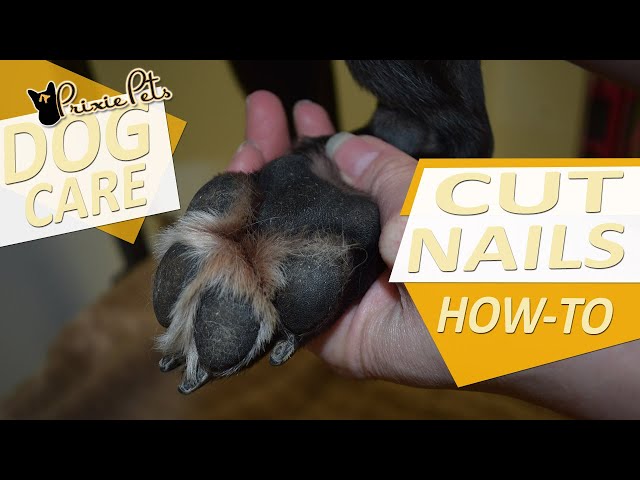 What You'll Need To Trim Your Dog Nails | Mias Premium Pet Products