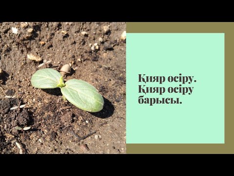 Бейне: Мүк өсіру: бақшада мүкті қалай өсіру керек