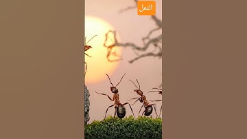 تلاوة مباركة لسورة النمل #القرآن_الكريم #اكسبلور #surah #quran