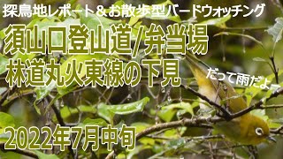 静岡県・弁当場の探鳥地レポート＆林道丸火東線の下見です　レアな野鳥は登場しません　2022年7月中旬