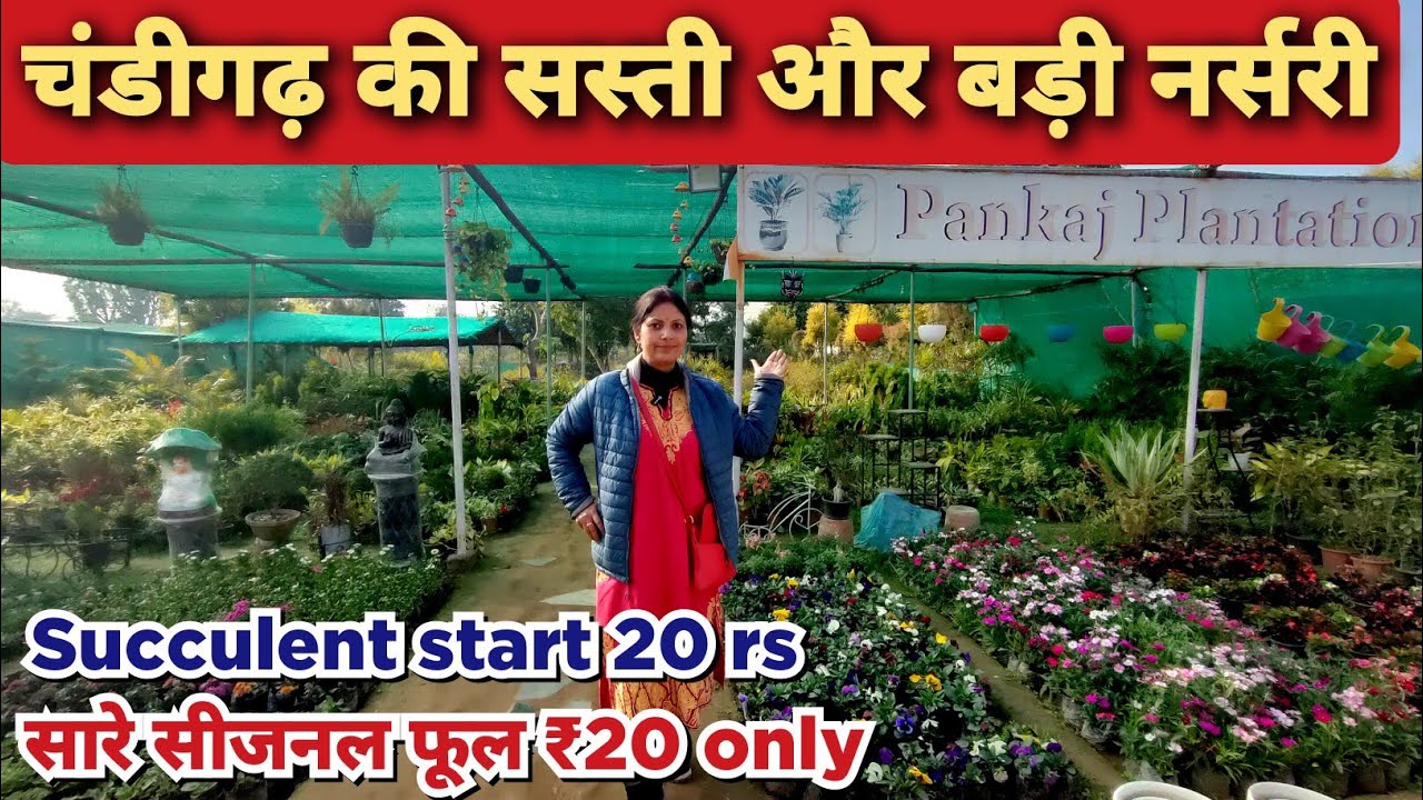 Chandigarh Plant Nursery Visit / फरवरी में नर्सरी से मिलने वाले फूल