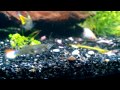 VIDEO0026