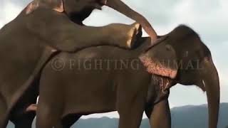 Animals' orgasm in elephant   hourses and  zebra ف الفيل و التزاوج الجنسي ف الحيوانات سبحان الله