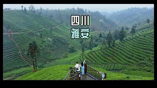 四川旅行|熊猫+雪山+世界名茶 这就是雅安！