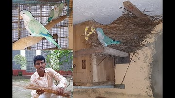 Bird Breeding Nest Box Setup And Nesting Tips / Monk Parakeet Breeding Setup Tips.