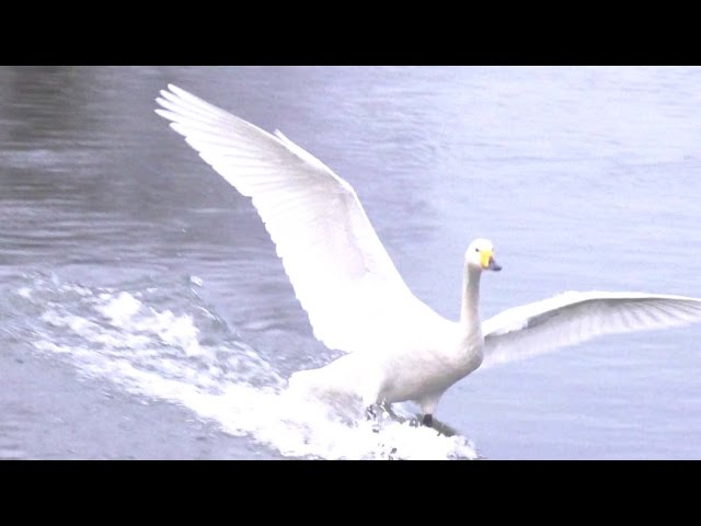 白鳥の離着水 in 高松の池盛岡の白鳥飛来地2014冬 | 盛岡 ホテルエース