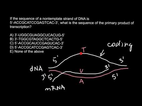 Template and coding strands of DNA