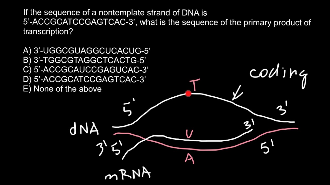 template-and-coding-strands-of-dna-youtube