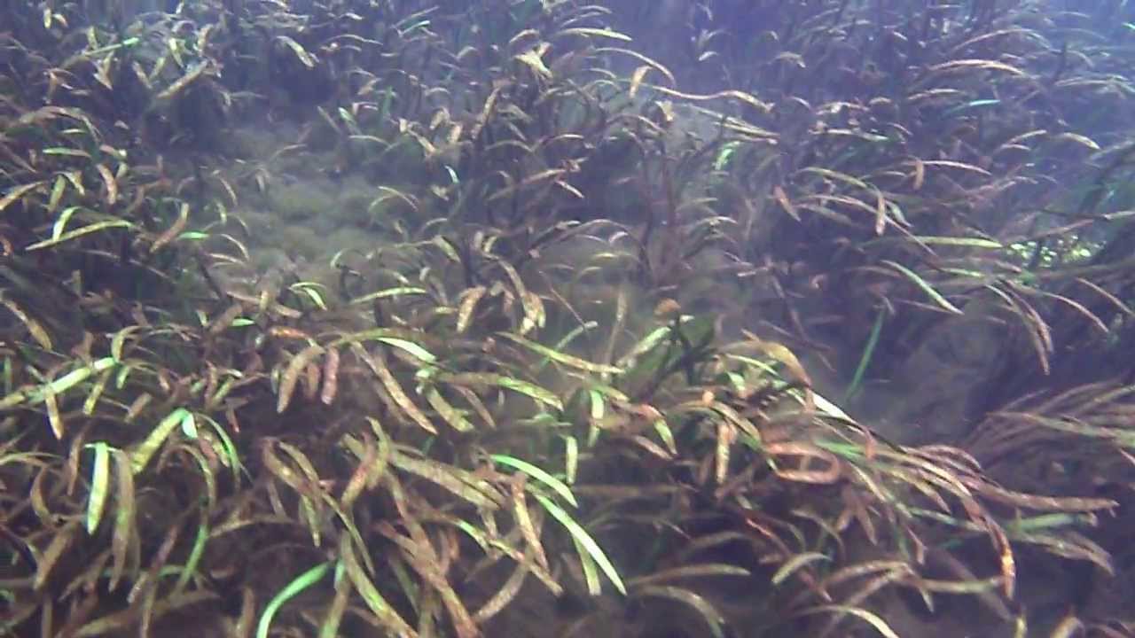 Tapegrass in the Silver River, Silver Springs, Fl