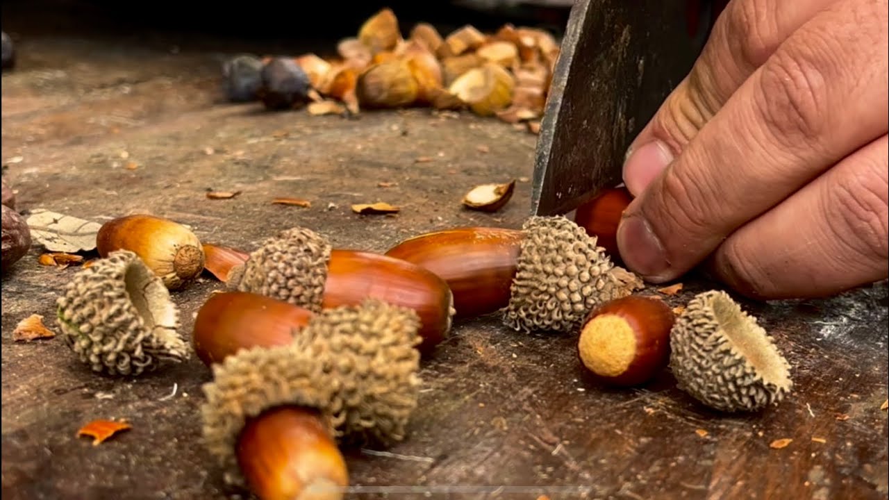 I Tried Acorn Coffee… and Didn’t Stop for 48 Hours!