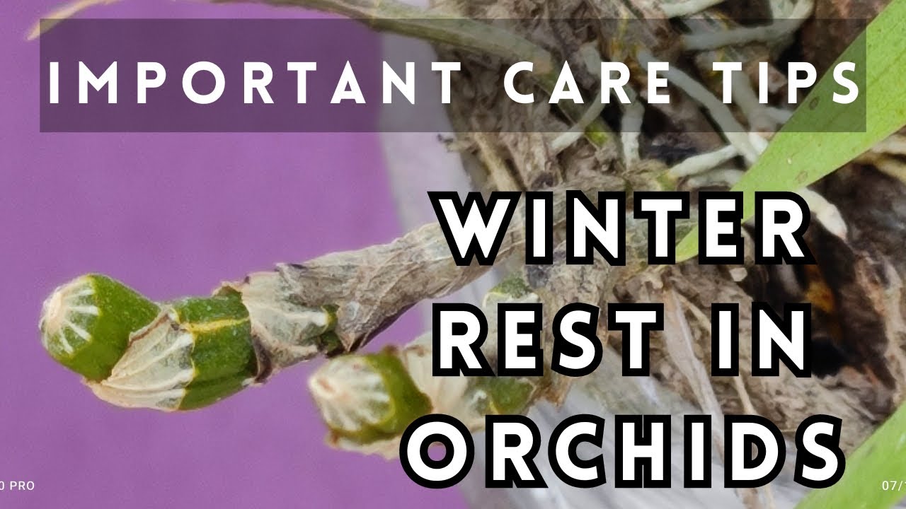 Winter rest for orchids Important care tips orchids orchidcare