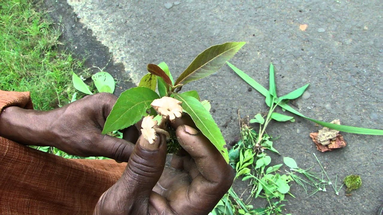 Tertiary Ingredients of Carpesium cernuum Formulations: Pankaj Oudhia's Medicinal Plant Database