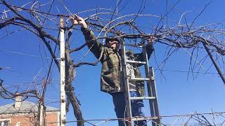 Обрезка  винограда на высоком штамбе.Кусту 14лет,длинна рукава 15 метров.