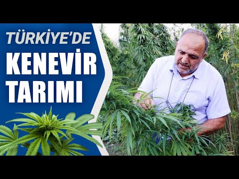 Türkiye'de Kenevir Tarımı! Hem Çiftçi Hem De Ülke Kazanacak | Agro TV Haber