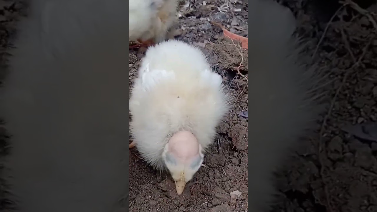 Springtails insects eating by turkey chick or Sussex chicken baby 