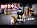 ROBLOX 狗收養中心！可憐的狗勾被關到監獄了，你會放牠出來？還是阻止他們逃獄😈【Dog Pound - 有感筆電】