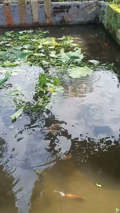 budidaya ikan dengan cara memakai pakan alami#pakanalami #dedaunan