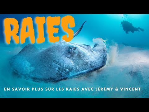 Vidéo: Est-ce que les raies diaboliques piquent ?