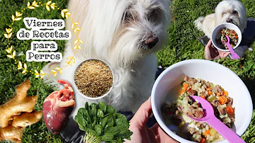 ¿Pueden los perros comer arroz integral?