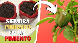 Germinar PIMIENTO dentro del MISMO PIMIENTO 🌱 ¿Es posible?