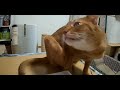 あびちゃんVSみい太、後半おまけ20190414 猫 アビシニアン マンチカン cat Abyssinian Munchkin