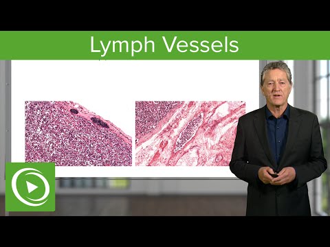 Лимфийн судаснууд: Афферент ба эфферент судаснууд – Гистологи | Лектур