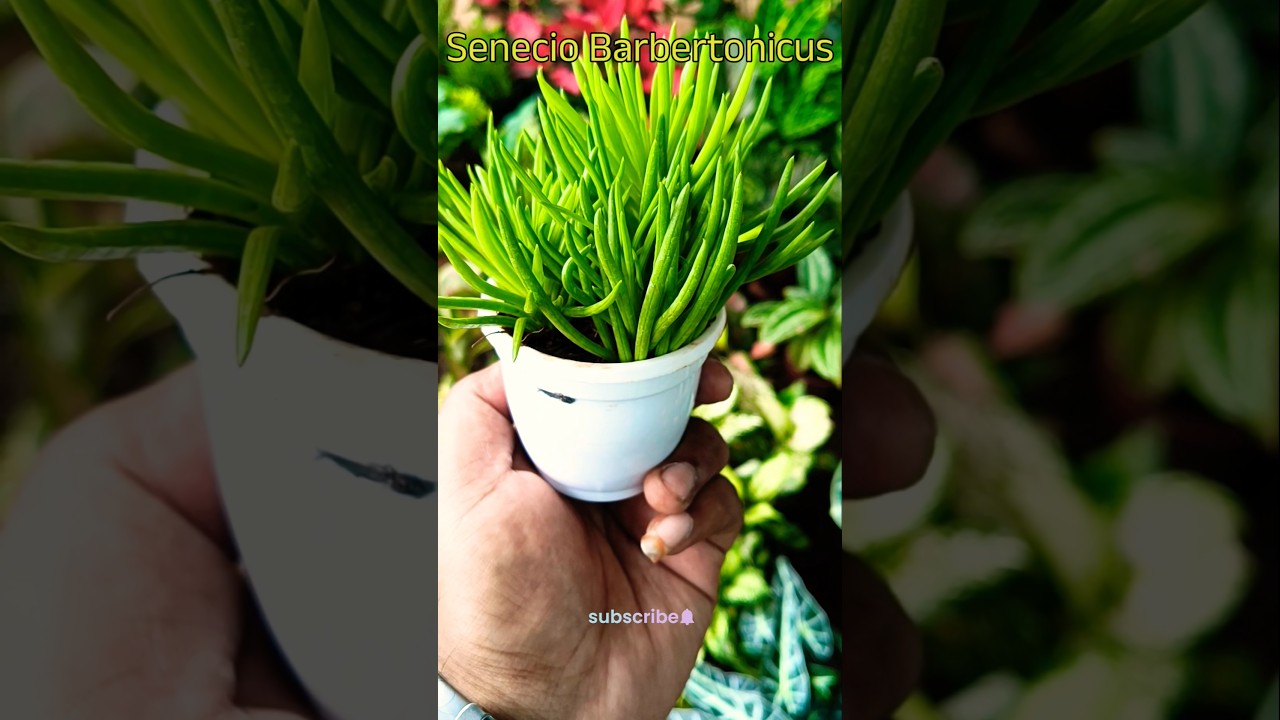 SenecioBarbertonicus|Succulent Bush Senecio|Barberton Groundsel|Finger-leaved Senecio| LemonBeanBush