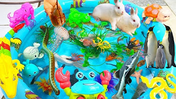 Video tổng hợp động vật dễ thuong,Hải cẩu,cá chép,cá heo,cá mập,cá sấu,cá nhỏ,cò,con trâu,ngựa vằn