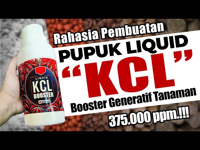 MENGUNGKAP RAHASIA MEMBUAT PUPUK LIQUID KCL FASE GENERATIF | Booster Tanaman Berbuah Lebat class=