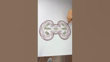 Mind-Blowing Spiral Art | Mesmerizing Geometric Patterns #asmr #art #spirograph #shorts #2025 #usa