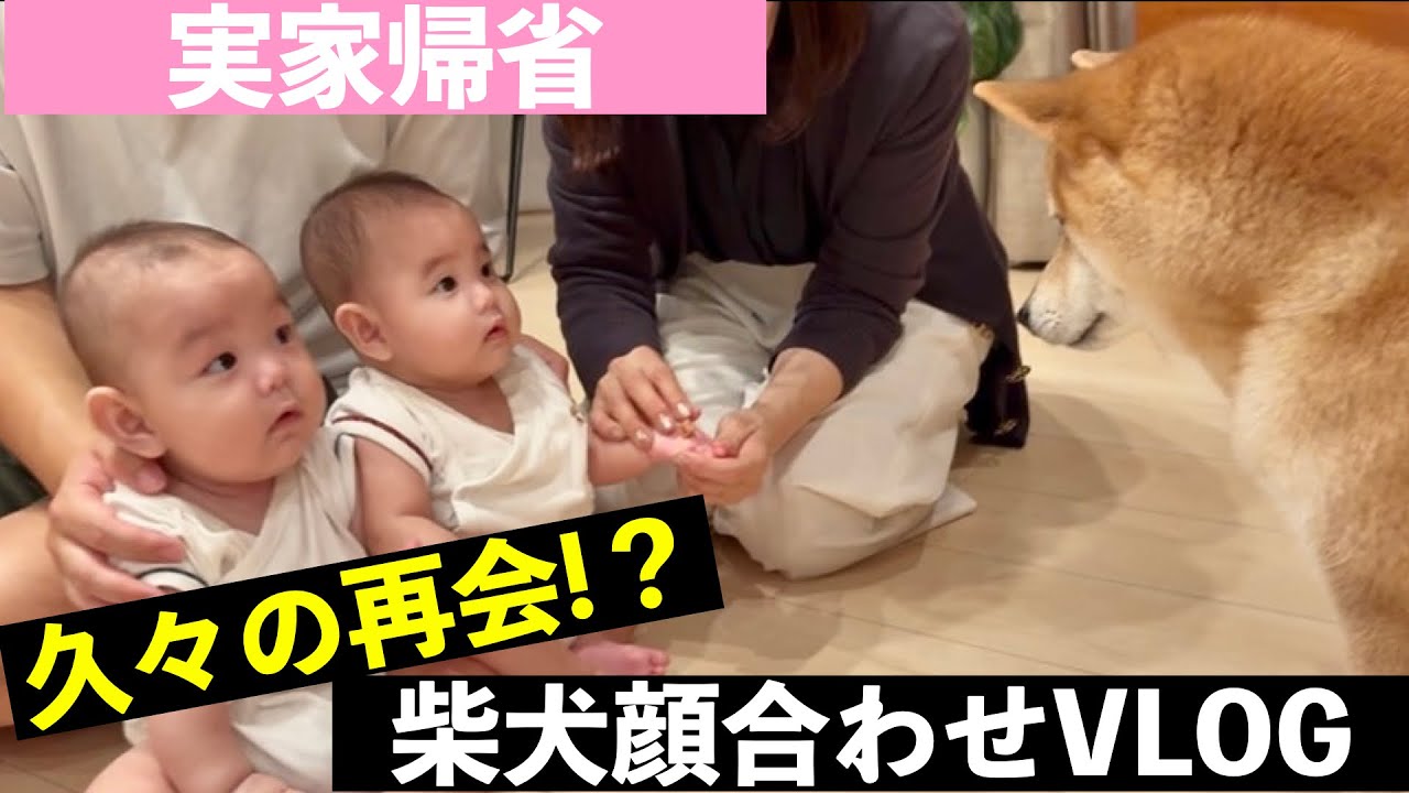 【双子VLOG】小児科医の僕と双子が柴犬に会いに行く実家帰省