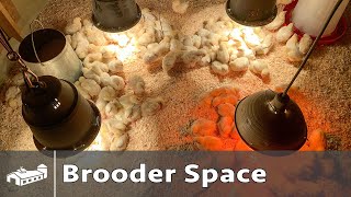 Chicken Brooder Spacing - Meat and Eggs