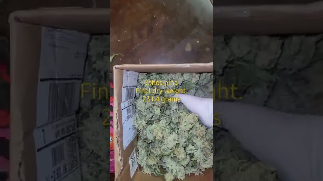 2 plant half pound harvest. ethos pina auto