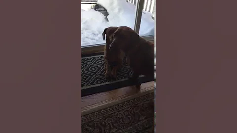 Dog toy