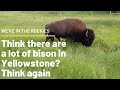 The American Bison: Iconic Image of the West