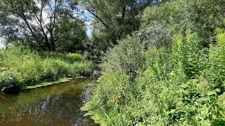 Spokojna rzeka pośród zieleni przyrody, śpiew ptaków, szum wody, dźwięki natury. Odprężenie i relaks