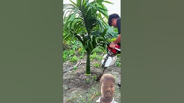 The process of transplanting banana trees- Good tools and machinery make work easy #seedlings