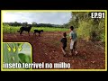 a cigarrinha está atacando meu milho - ep.91