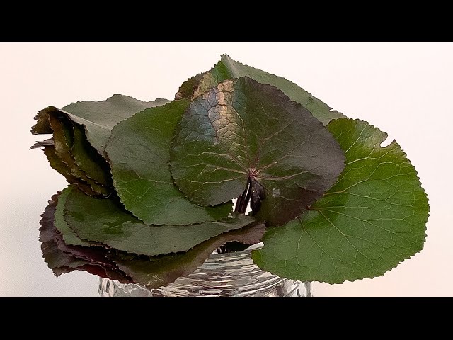 Galax Care - YouTube