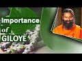 Amazing Benefits of Giloy | Swami Ramdev