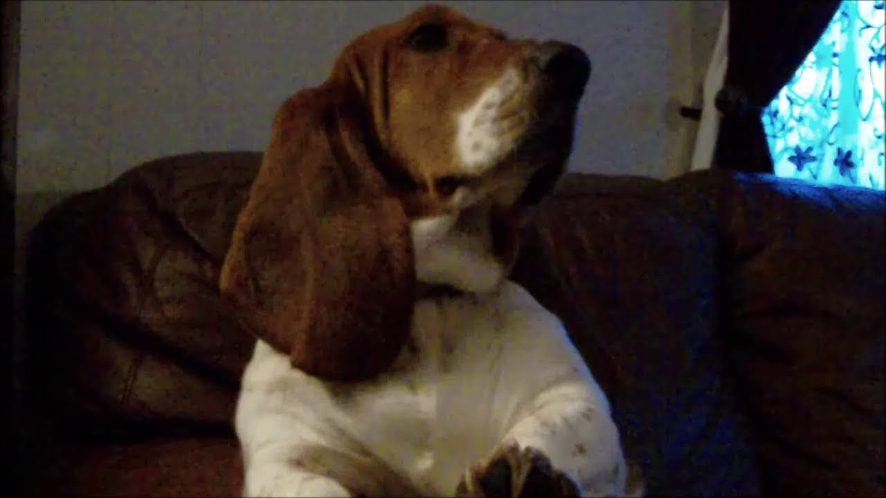 Delilah goes for a walk Basset Hound YouTube