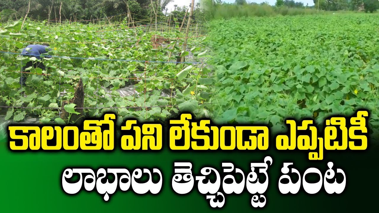 365 Days Profitable Crops || Most Profitable Farming || High Yield