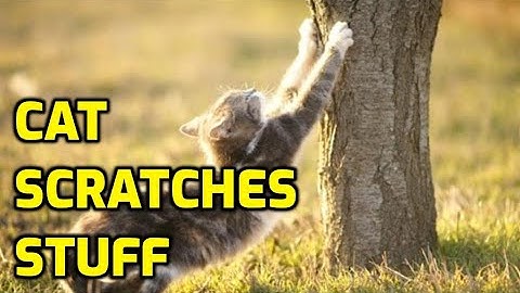 Why Do Cats Like To Scratch Everything?