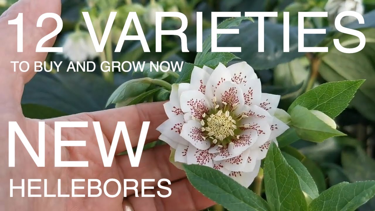 12 Varieties of hellebores to Buy Now
