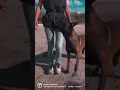 #dogsofyoutube #malinois #workingdog #malinoislovers #chien #tactiqueknine