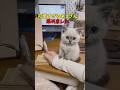 絶対友達に見せたくなる猫映像#猫 #猫のいる暮らし #猫動画 #ねこ #可愛い #かわいい #2ch #癒し #ペット #動物 #2ch #shorts
