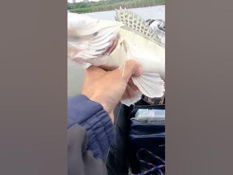Рыба ест😍🎣 #рыбалка #fishing #спиннинг #судак #рыба #рыбак #volgabaits ...