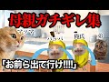 お母さんが限界を迎えてしまった瞬間まとめてみたwww 総集編パート2 おまけ映像あり 一気見 猫ミーム 猫マニ あるある お母さんが限界を迎えてしまった瞬間まとめてみたwww 総集編パート2 おまけ映像あり 一気見 猫ミーム 猫マニ あるある