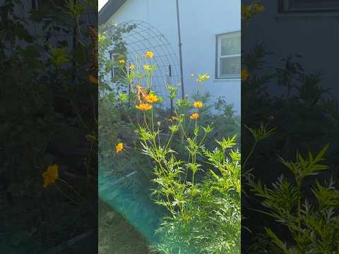 Giant Swallowtail Butterfly enjoying my Cosmos #butterfly